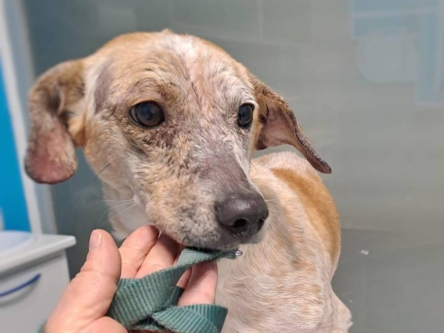 Adotta un cane, maschio, 5 anni e 10 mesi, Crotone