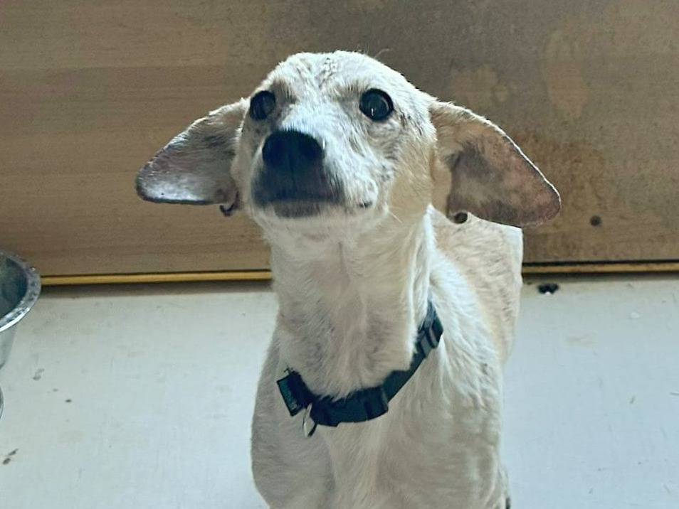 Vuoi adottare un cane a Crotone?