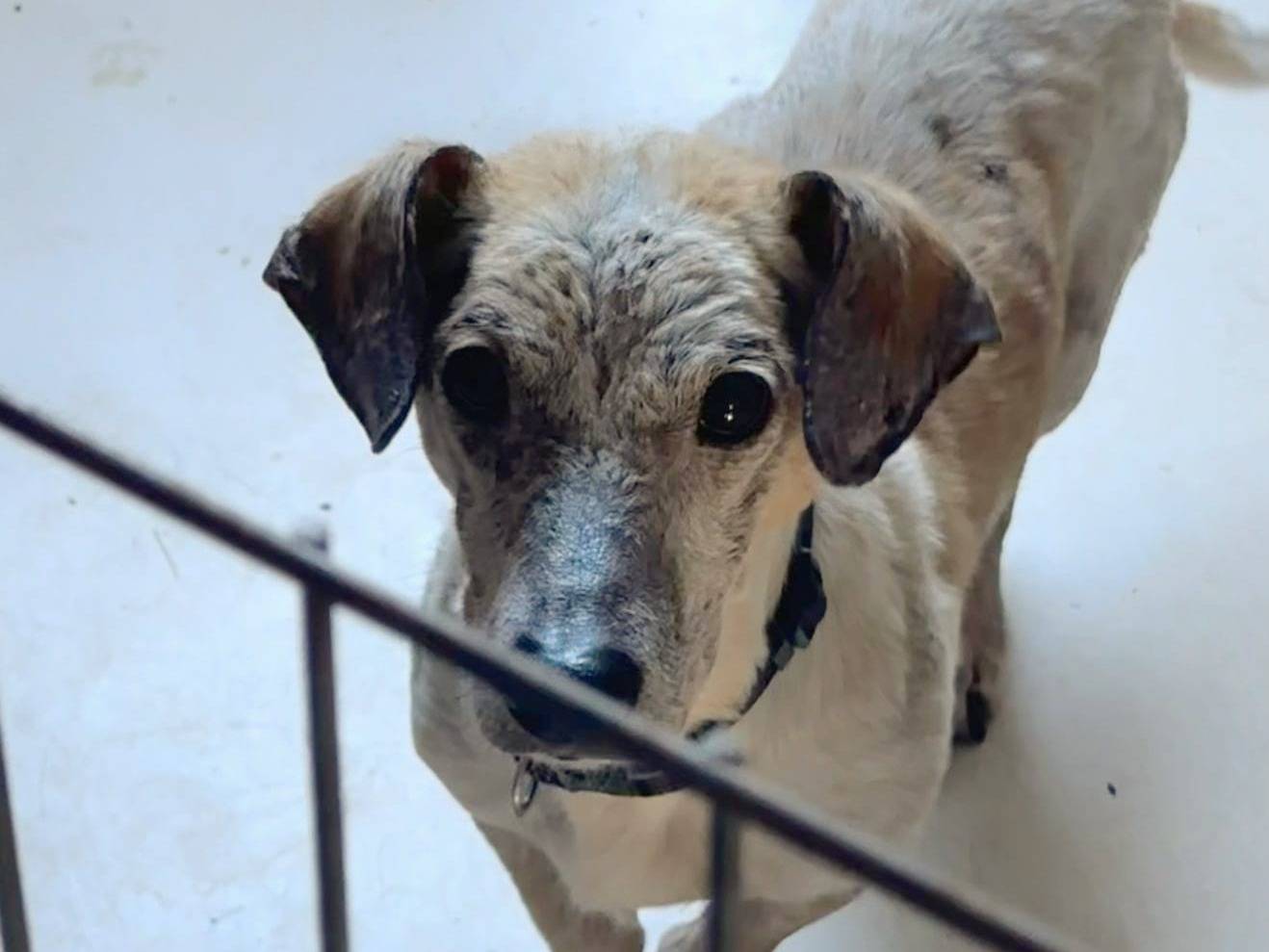 Adotta il cane TOPOLINO  a Crotone