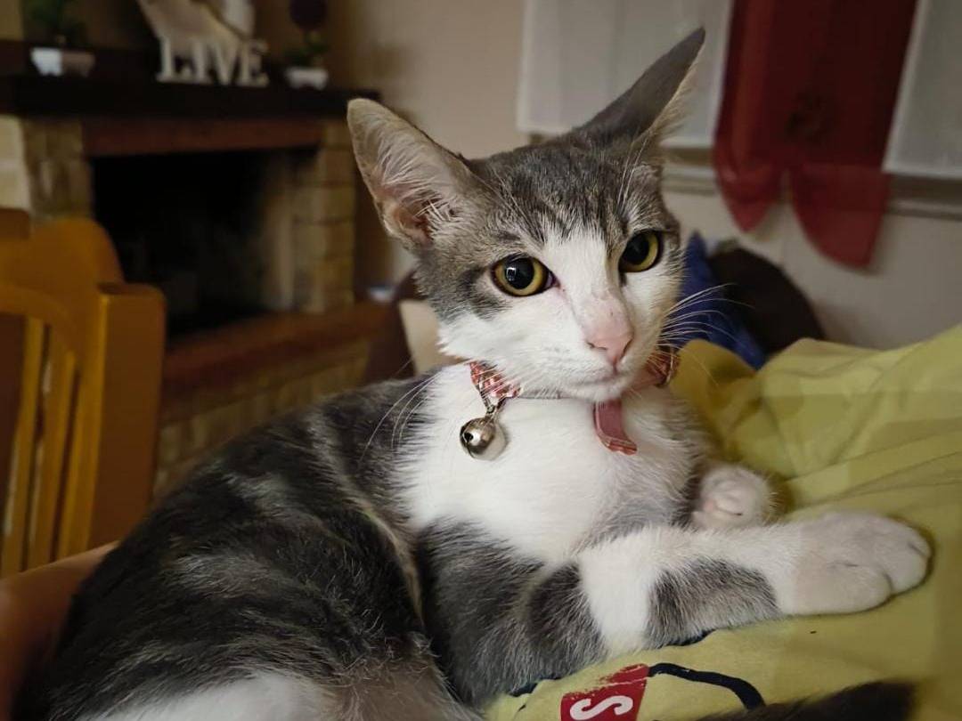 Adotta un cane, taglia piccola, maschio, Crotone