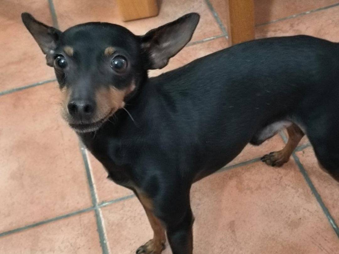 Vuoi adottare un cane a Crotone?