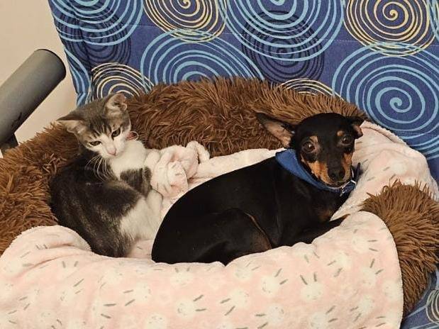 Adotta il cane TOTO e TATA a Crotone