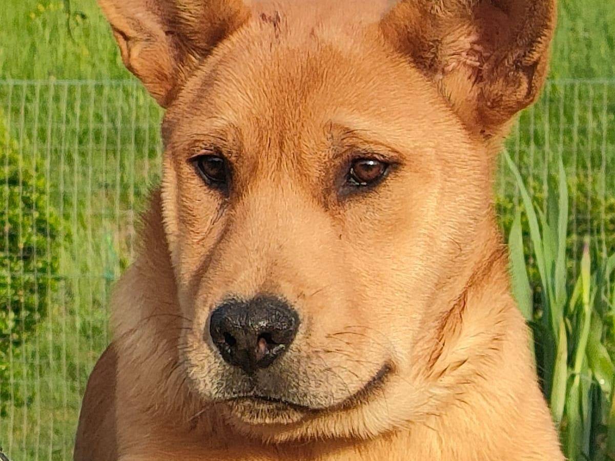 Adozione cane, maschio, meticcio, 2 anni, taglia media, Parma