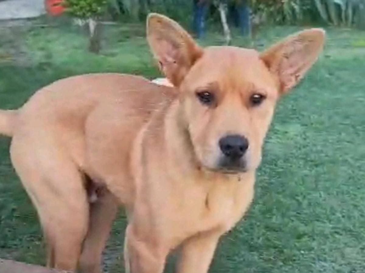 Adotta un cane, taglia media, maschio, Parma