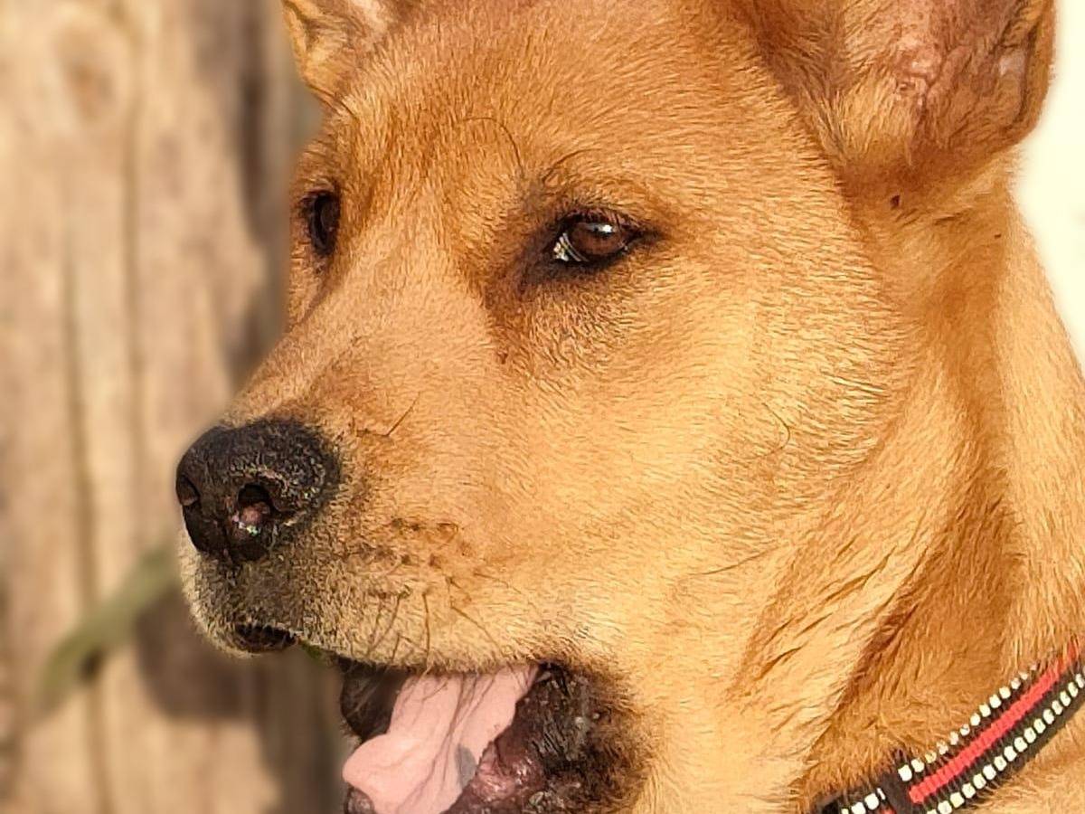 Vuoi adottare un cane a Parma?