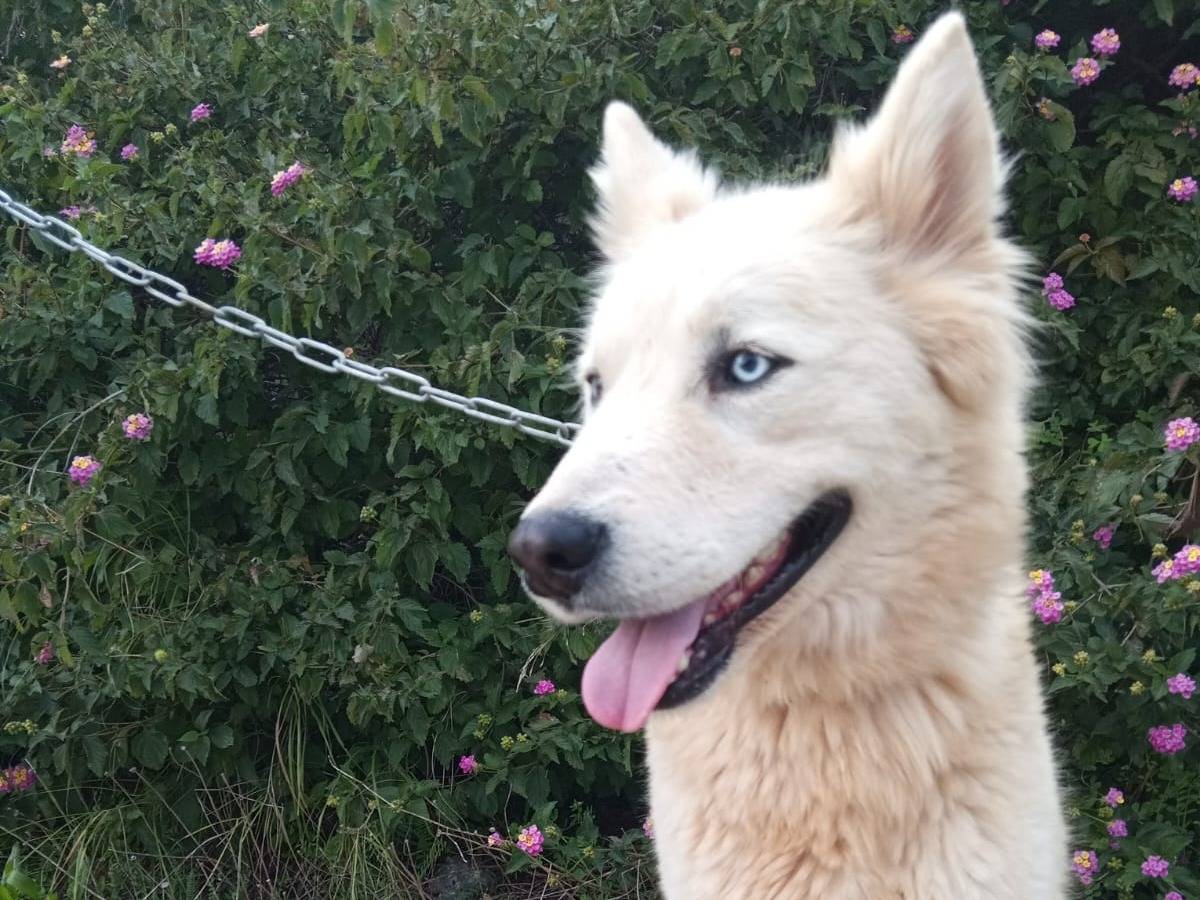 Adotta un cane, maschio, 5 anni e 5 mesi, Milano