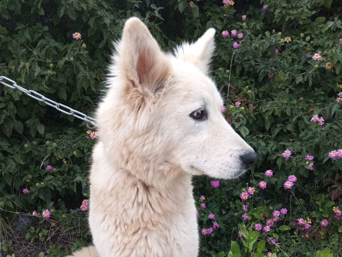 Adotta un cane, taglia media, maschio, Milano