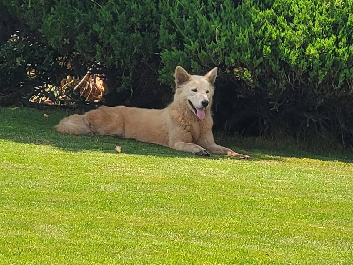 Vuoi adottare un cane a Milano?