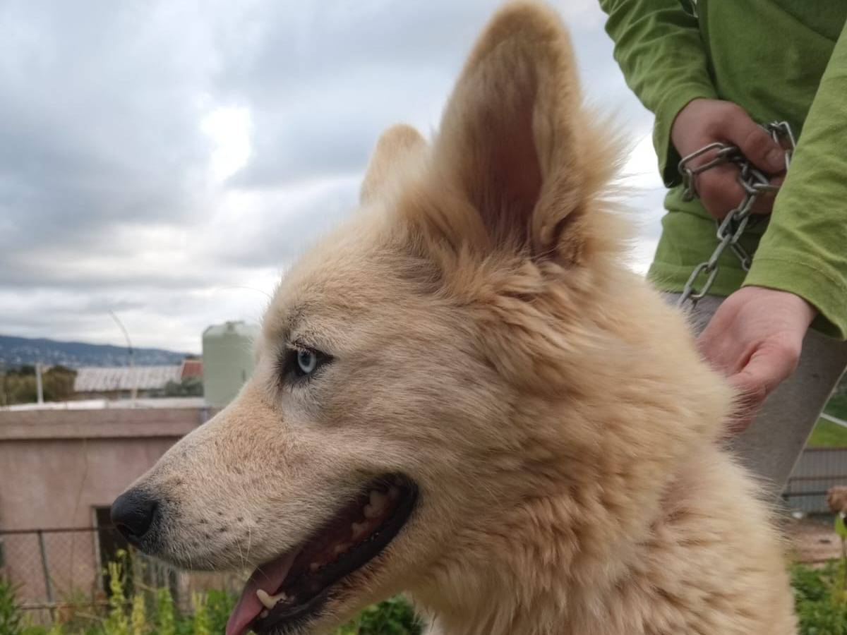 Adotta il cane NOAH a Milano