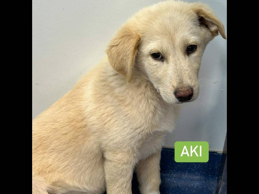 Adotta un cane, maschio, 1 anno e 4 mesi , Catanzaro