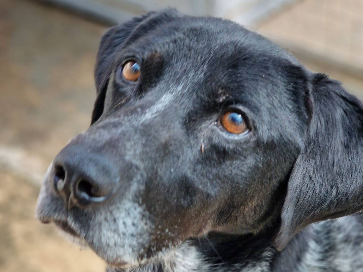 Adotta un cane, maschio, 6 anni  e 6 mesi , Taranto
