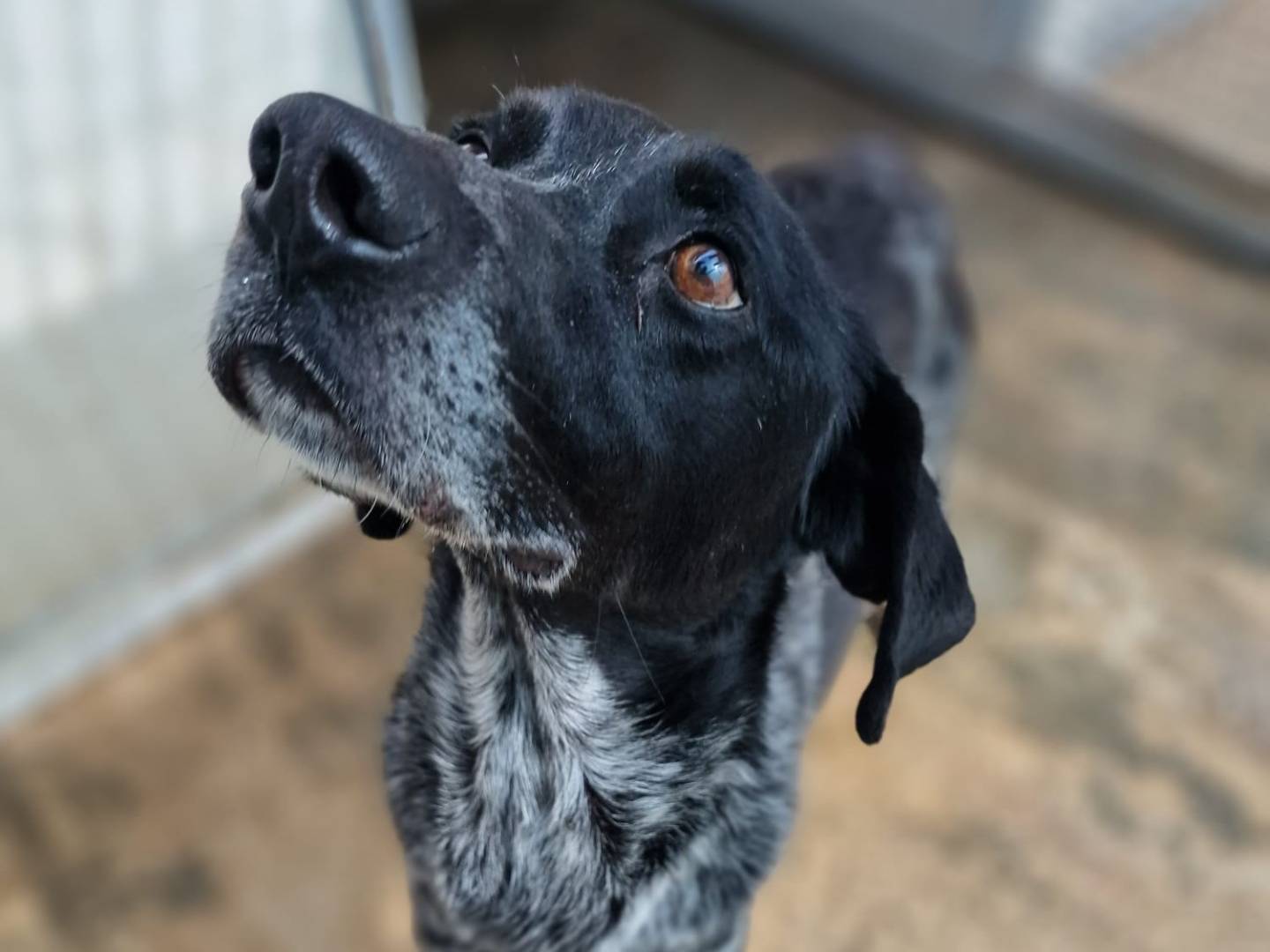 Adotta un cane, taglia media, maschio, Taranto