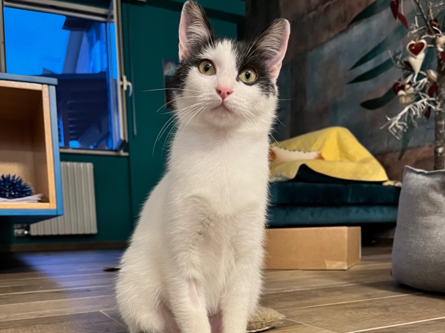 Adozione gatto, femmina, Razza sconosciuta Razza sconosciuta, 2 anni e 8 mesi, taglia non valida, Chieti