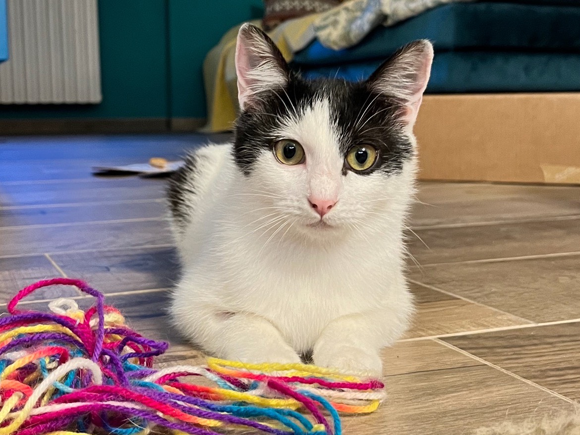 Adotta un gatto, femmina, 2 anni e 8 mesi, Chieti