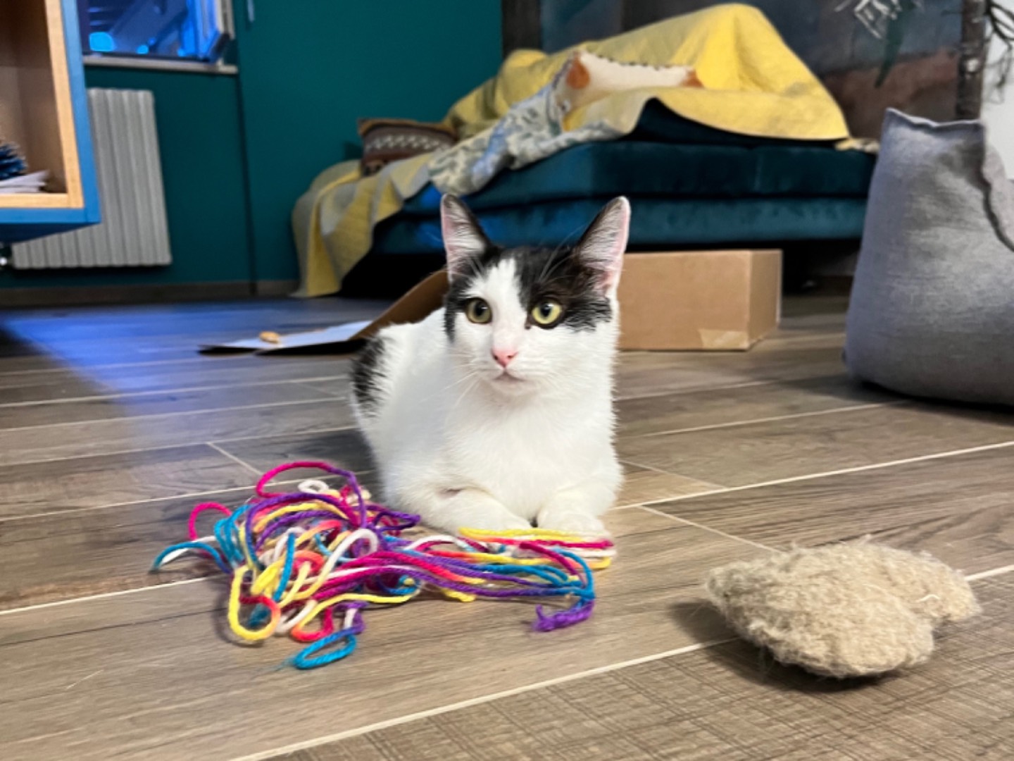 Adotta un gatto, taglia non valida, femmina, Chieti