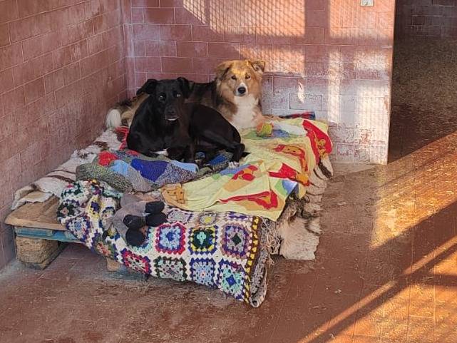 Adotta un cane, femmina, 8 anni  e 1 mese, Milano