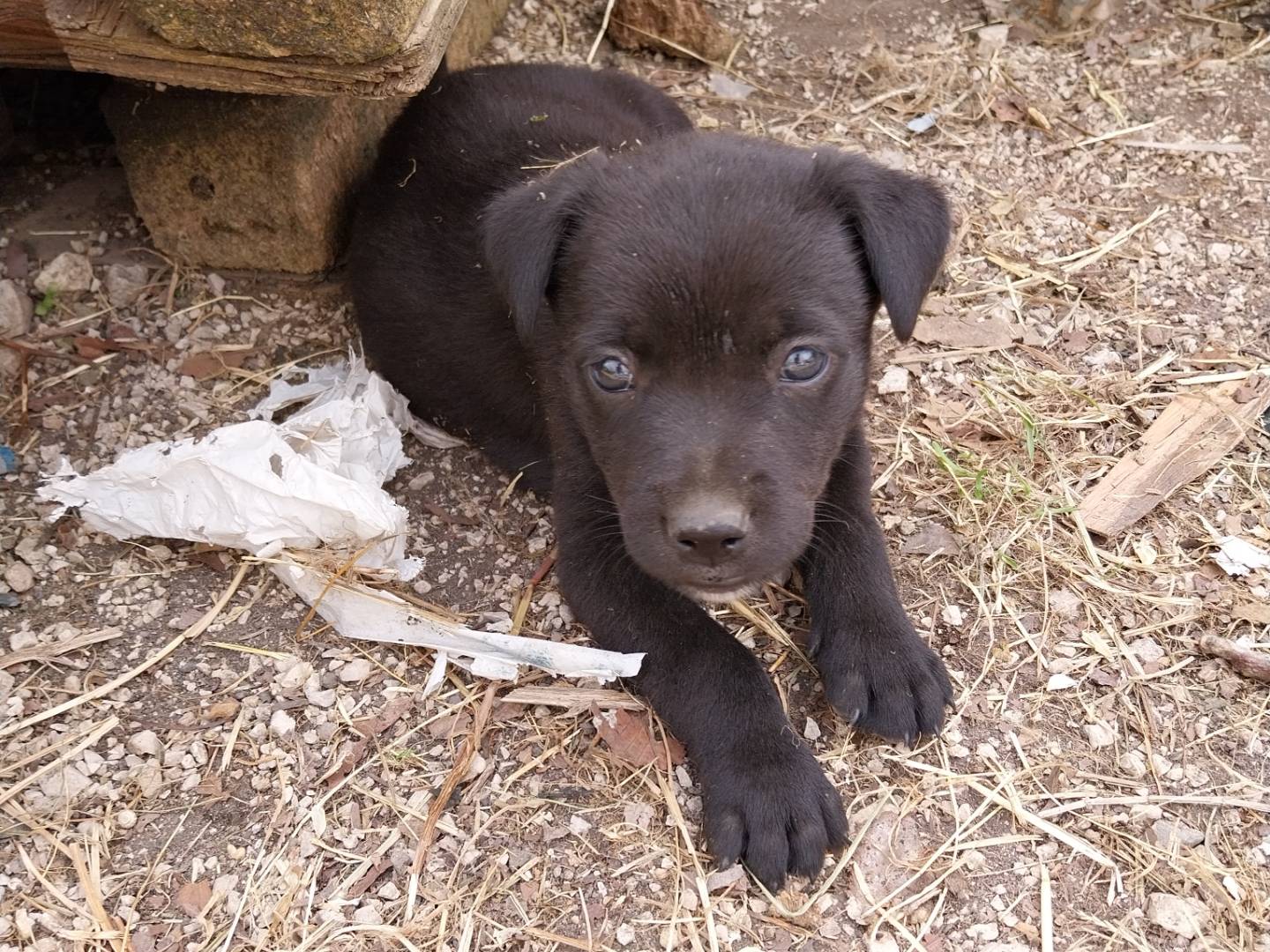 Adotta un cane, maschio, 2 anni, Napoli