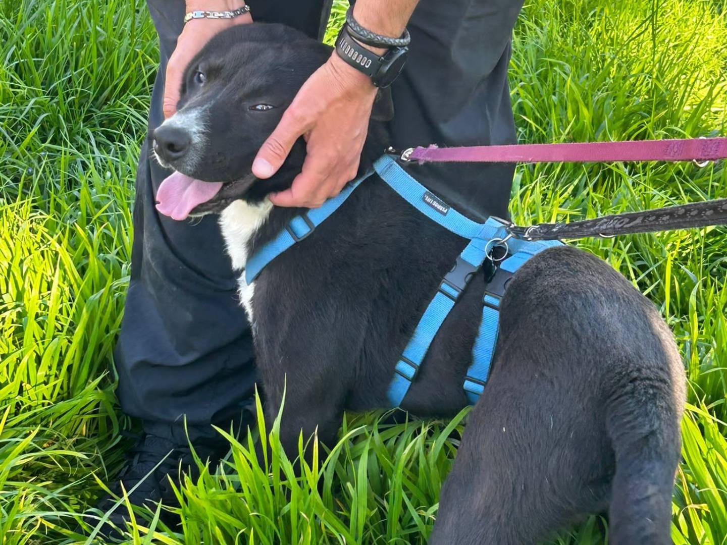 Adotta un cane, taglia media, maschio, Milano