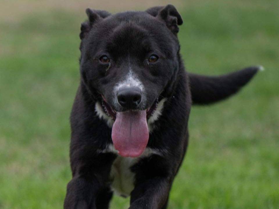 Vuoi adottare un cane a Milano?