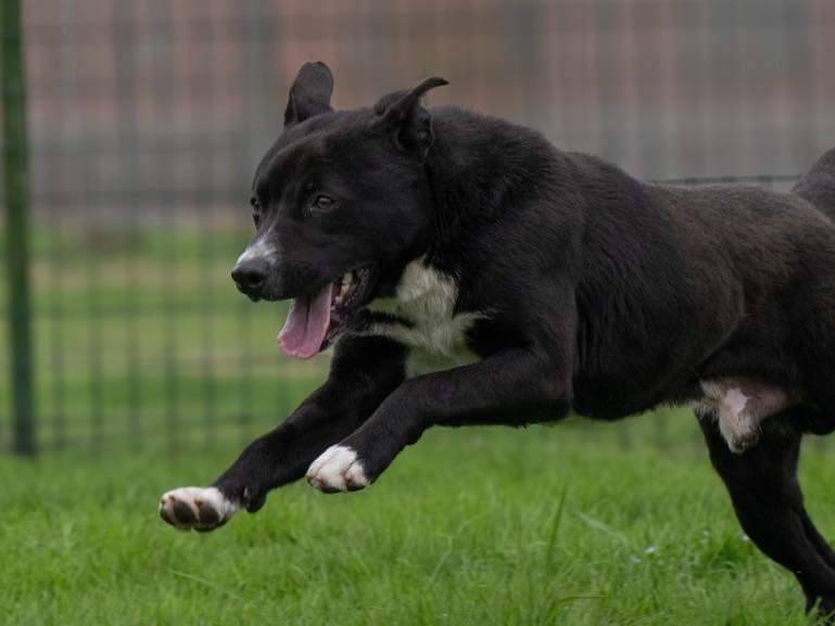 Adotta il cane CICCIO indipendente meticcio  a Milano