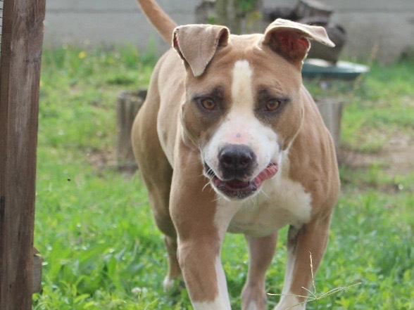 Adotta un cane, femmina, 7 anni  e 5 mesi , Roma
