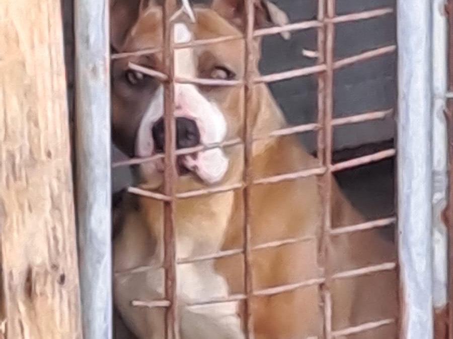 Vuoi adottare un cane a Roma?