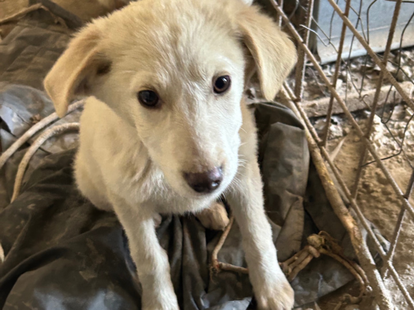 Adotta il cane Alma a Catanzaro