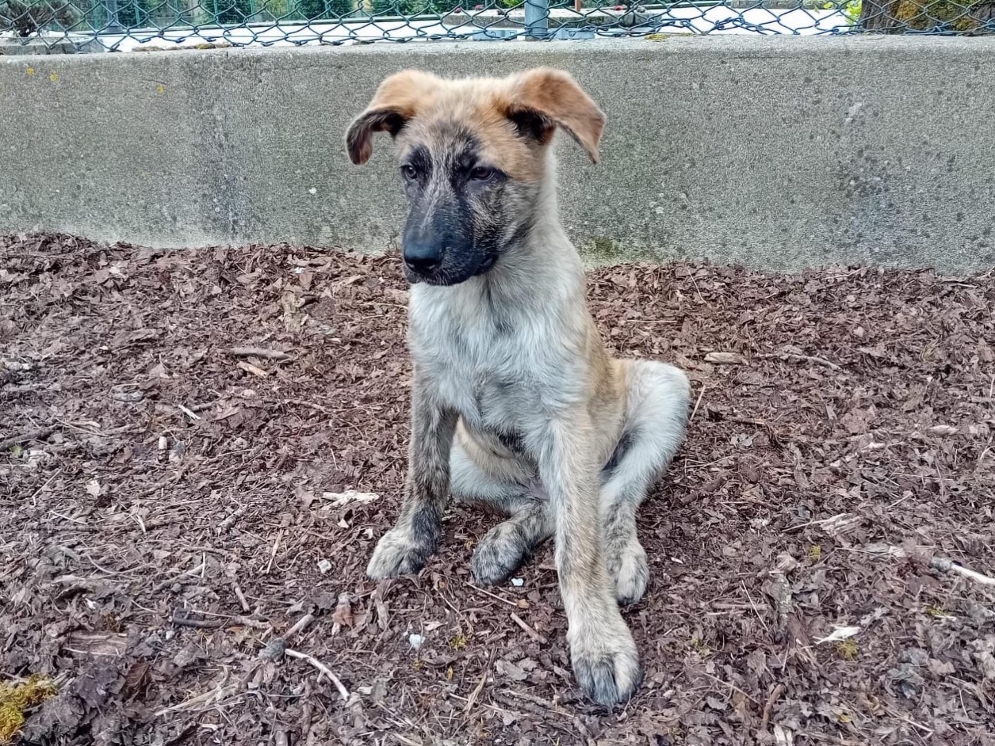 Adotta un cane, maschio, 1 anno e 5 mesi , Roma