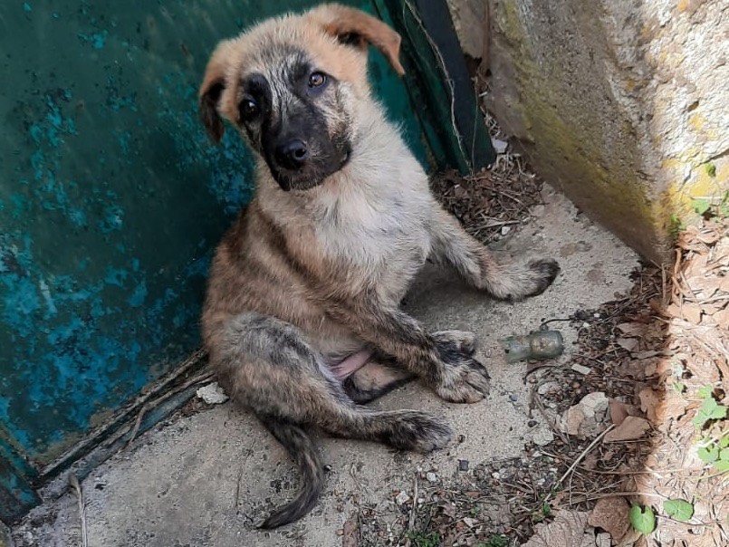 Adotta un cane, taglia grande, maschio, Roma