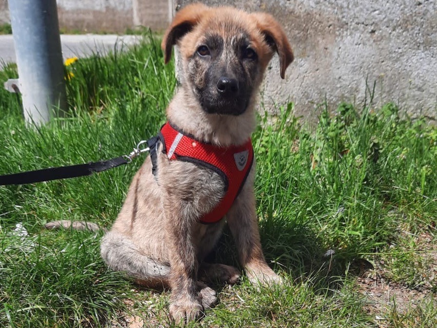 Vuoi adottare un cane a Roma?