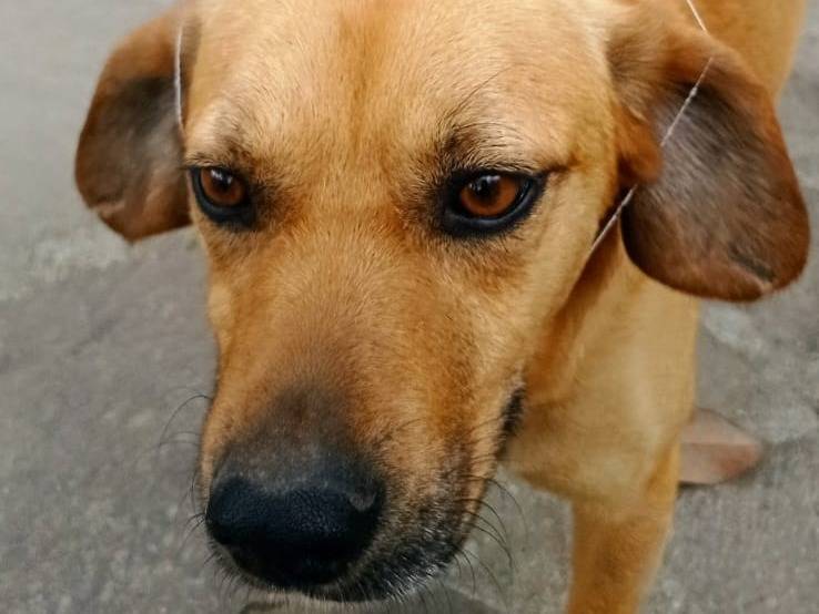 Adotta un cane, maschio, 4 anni  e 1 mese, Benevento