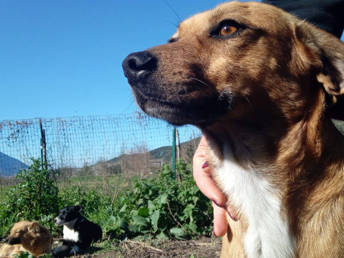 Adotta un cane, taglia media contenuta, maschio, Benevento