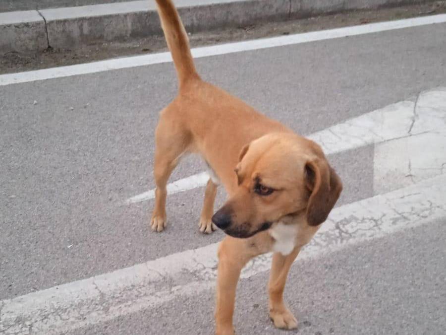 Adotta il cane Jack a Benevento