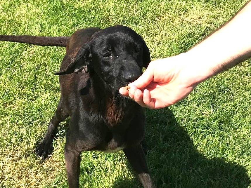Adotta un cane, femmina, 3 anni  e 4 mesi , Latina