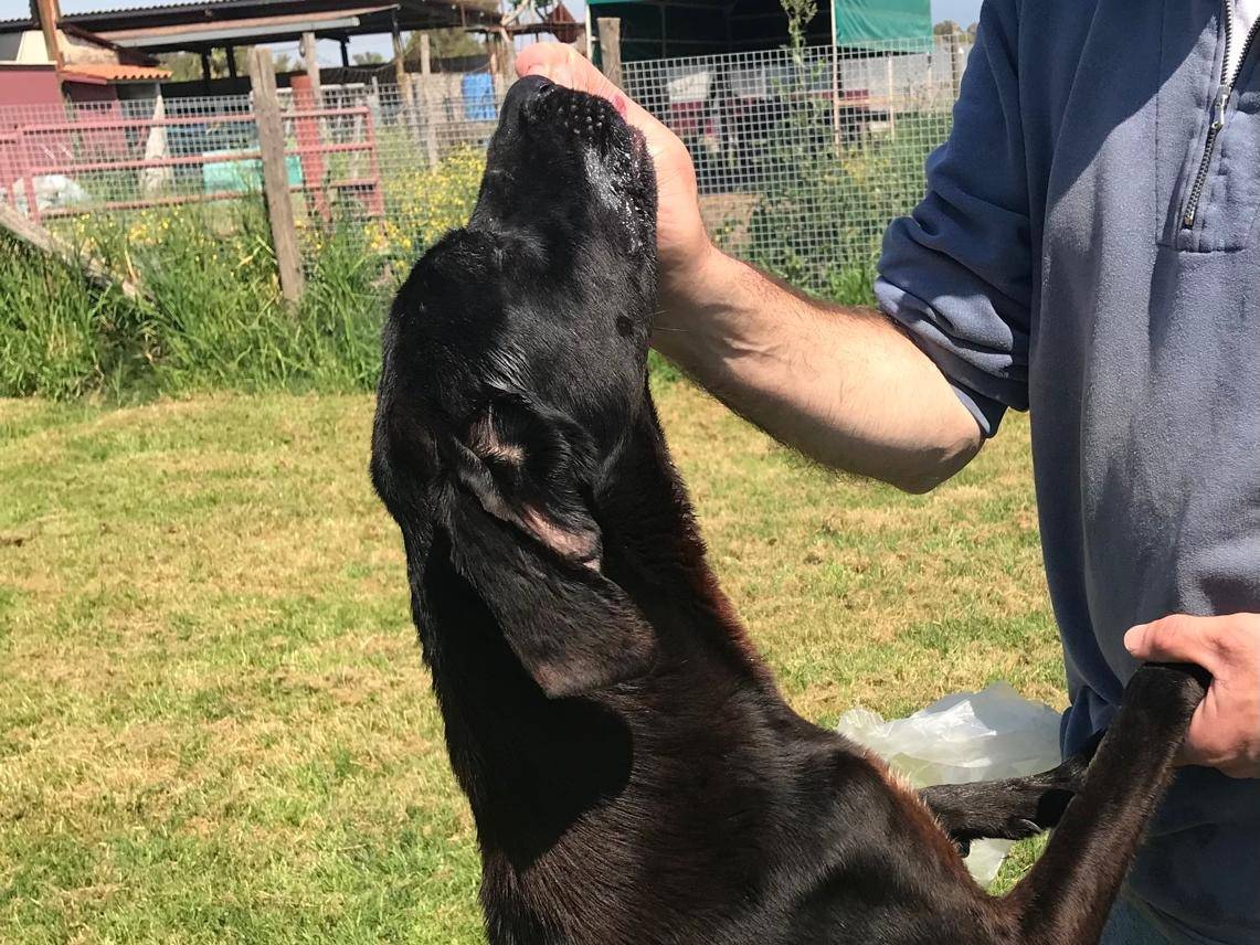 Vuoi adottare un cane a Latina?