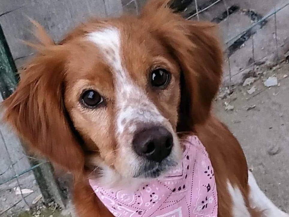 Adozione cane, femmina, Breton, 4 anni e 1 mese, taglia piccola, Parma