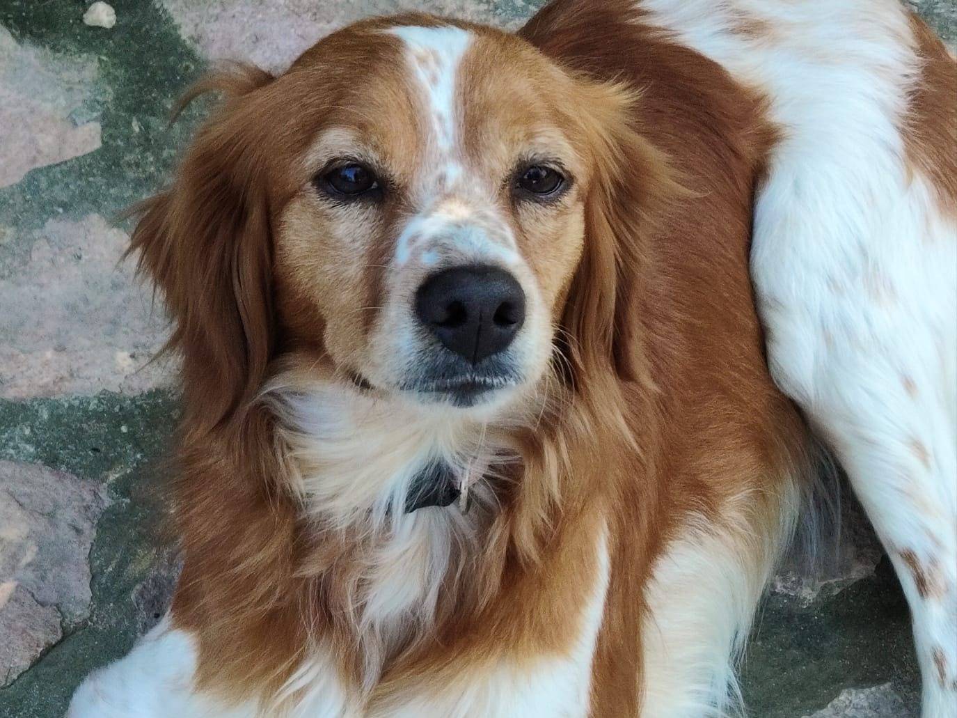 Adotta un cane, femmina, 4 anni e 1 mese, Parma