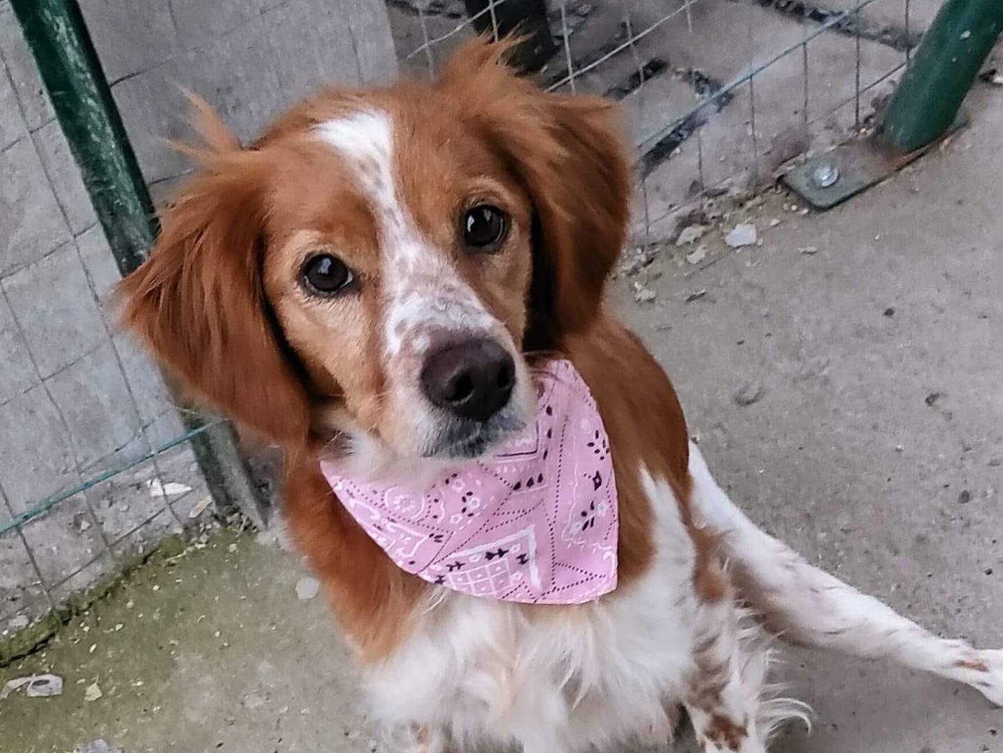 Adotta un cane, taglia piccola, femmina, Parma