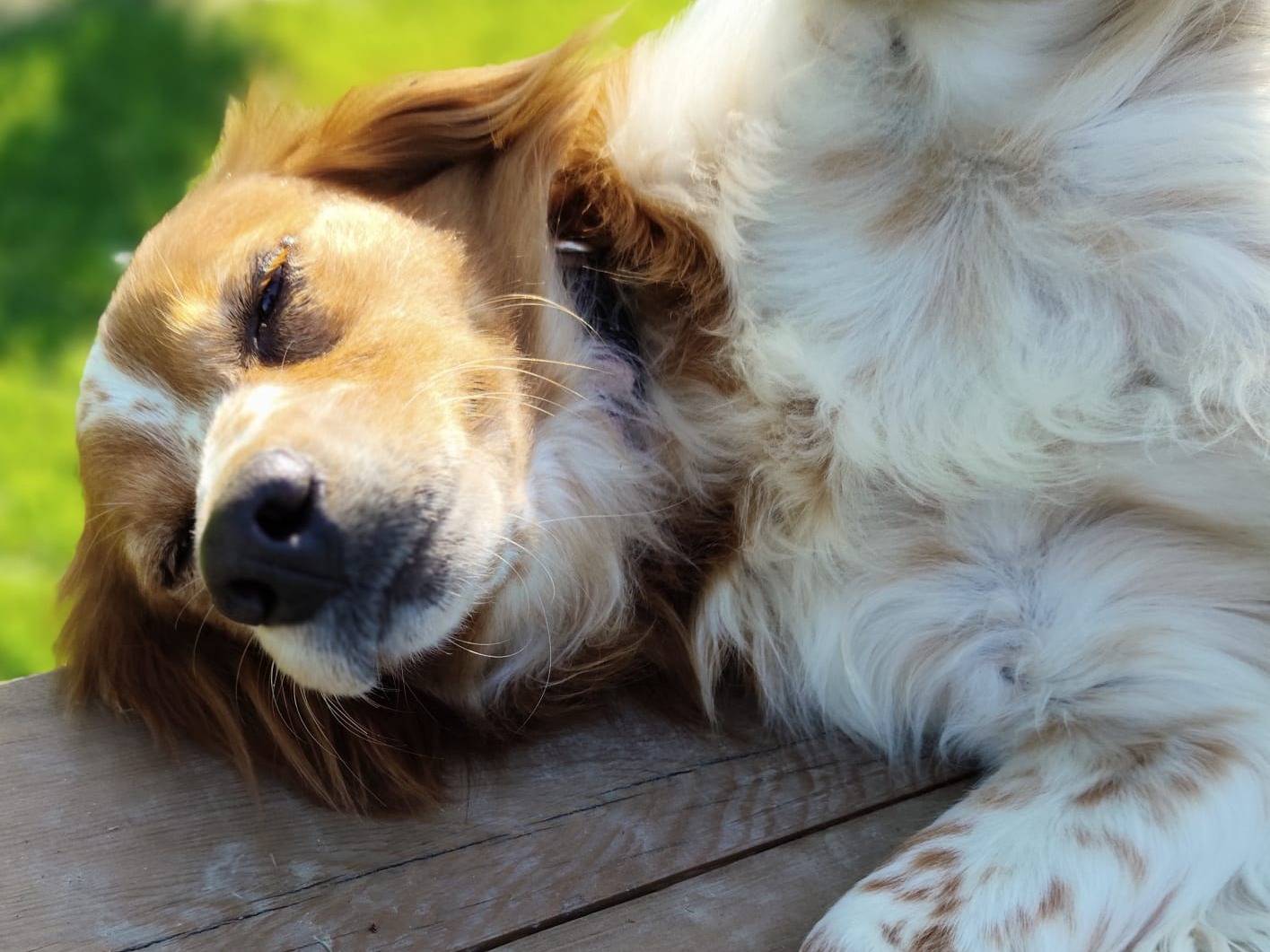 Adotta il cane DIVA a Parma