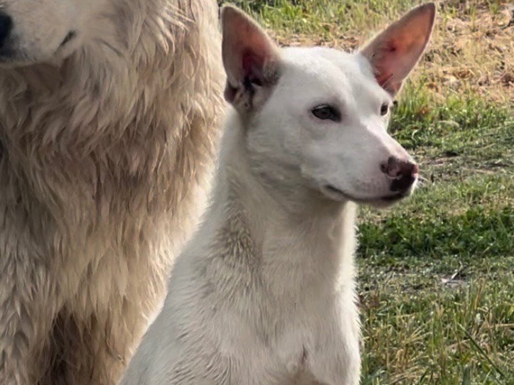Foto dell'animale