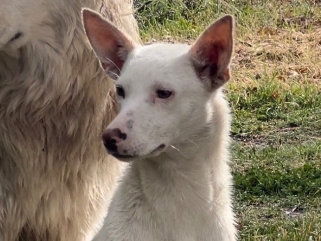 Adotta un cane, femmina, 2 anni  e 1 mese, Catanzaro