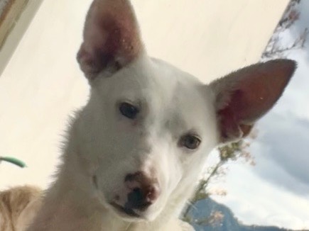 Adotta un cane, taglia piccola, femmina, Catanzaro