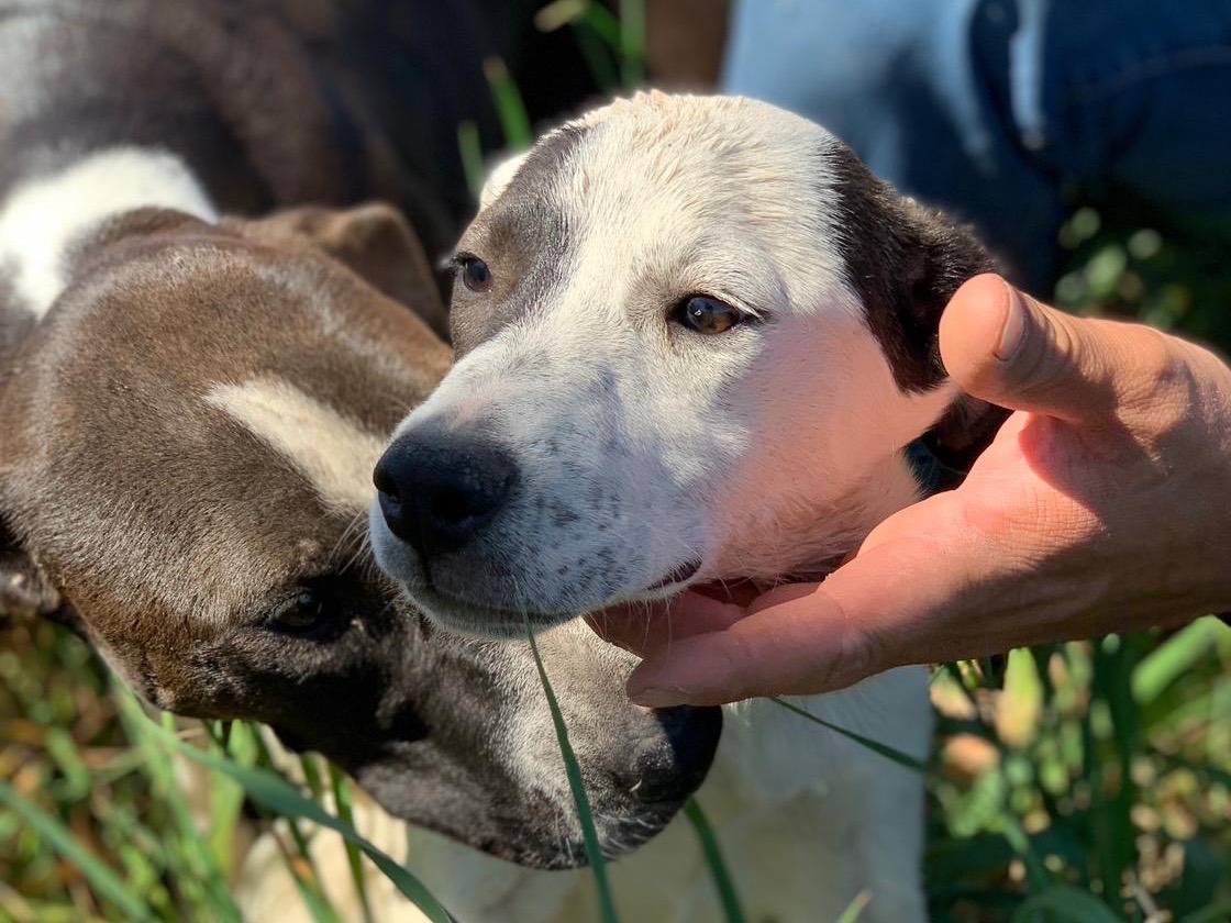 Adotta un cane, maschio, 1 anno e 6 mesi , Siracusa