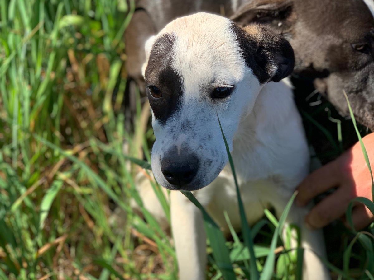 Adotta un cane, taglia media contenuta, maschio, Siracusa