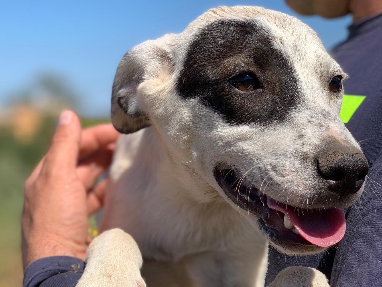 Vuoi adottare un cane a Siracusa?
