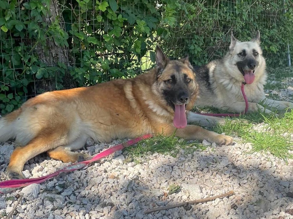 Adotta un cane, taglia media, femmina, Salerno