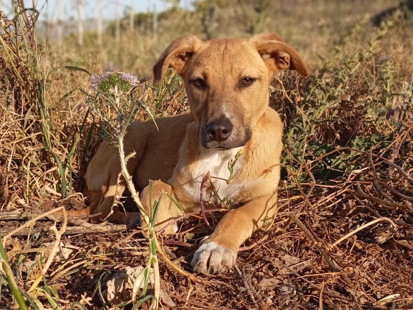 Foto dell'animale