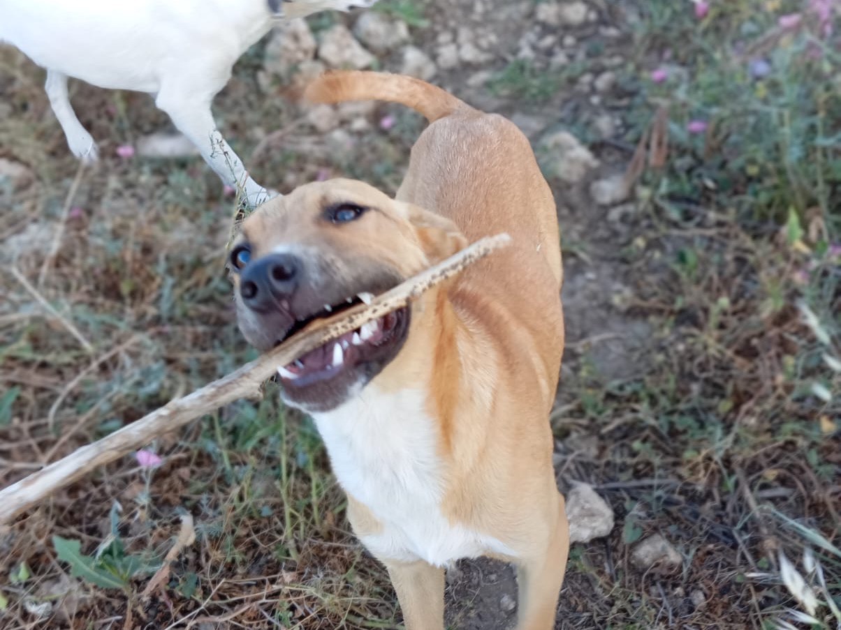 Adotta un cane, maschio, 1 anno e 4 mesi , Siracusa