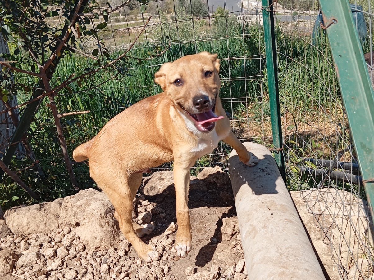 Adotta un cane, taglia media, maschio, Siracusa