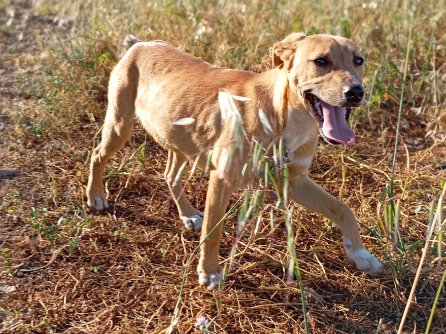 Vuoi adottare un cane a Siracusa?